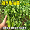 Changfeng Four Seasons Speed raw coriander seeds Big leaves flavor, thick seed seeds, dark green, soft tender coriander seed seed manufacturers wholesale