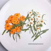 干花材料压花标本带枝百日菊  手工diy材料居家拍摄道具干花花材