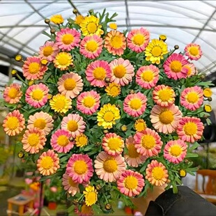 �����������Ԏ��������ǹ���������ֲ���҃Ȼ����B�������һ����L