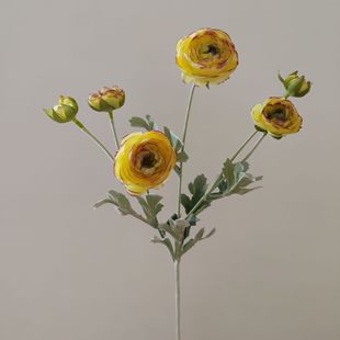 ��ĵ�� ֲ�q ¶ɏ���滨�����ɏ�����l�bzӰ�羳���ܛ�b