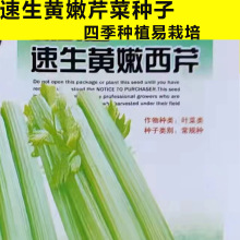速生黄嫩西芹种子玻璃翠实芹菜种籽盆栽菜籽阳台庭院菜籽种蔬菜种