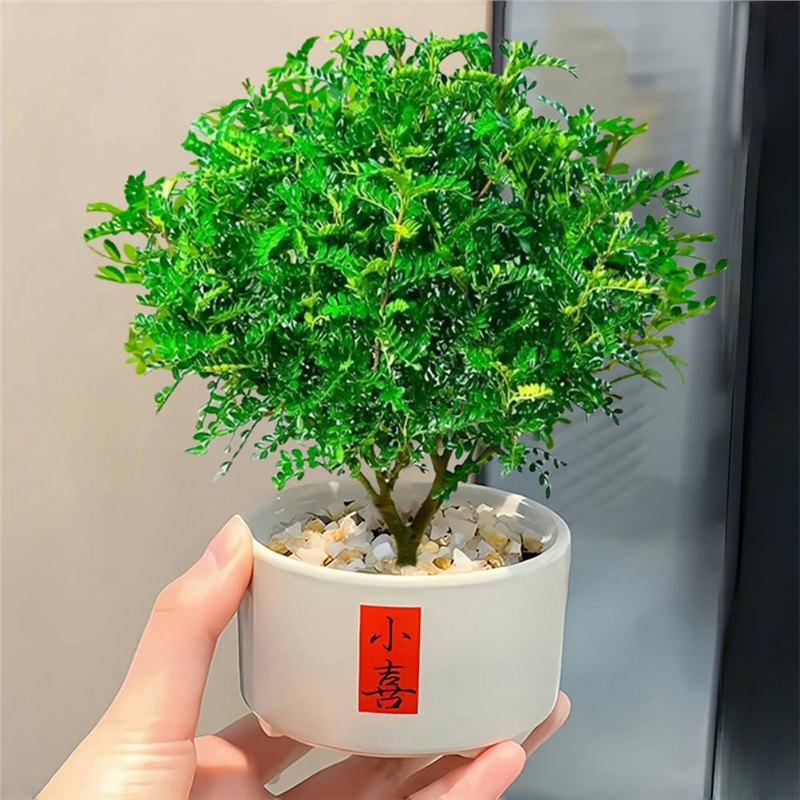 [샤오홍슈 인기상품] 고급 향고추나무 + 샤오시 도자기 세면대 (포장석 + 캠프장 포함)