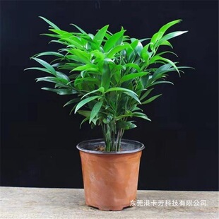 ��������҃����ֲ��ƽ��������Gֲ��x�����՚���B�L�������