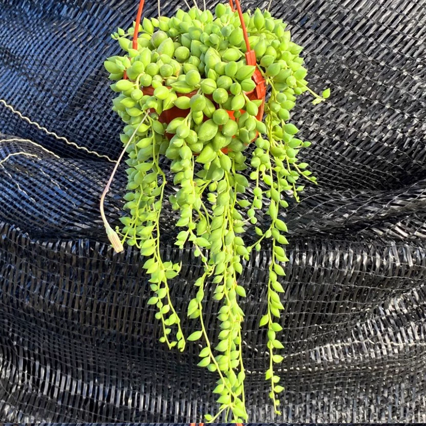 Потовос «Слезы любовника» 9 см в горшке с почвой, реальное фото, поставляется с горшком и почвой.