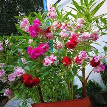 ذPɻNָ׻߲Pɻ軨ļͥԺ̨ԻܷN