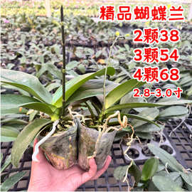 网红蝴蝶兰苗花期长蝴蝶兰大苗3.0寸爆根客厅室内植物花卉好养活
