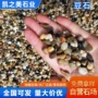 回填垫层处理天然石