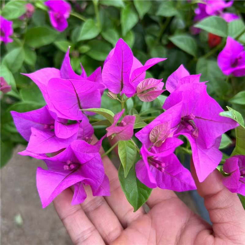 9.9 Flores frecuentes variedades de ciruela triangular en maceta jardín de plántulas es bueno para alimentar las plantas de vid de flores image 11