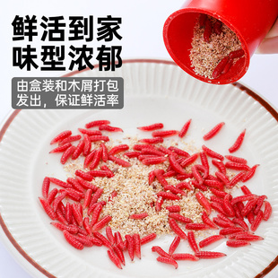 �t���t�~�D�R��Ұ��a�~�D��Ϫ���r�����t�x�D���D���x�x���o