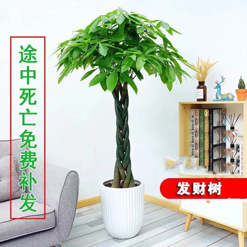 Large Money Tree Potted Plant for Living Room, Large Indoor Green Plant, Large Indoor and Outdoor Bonsai Money Tree to Purify the Air