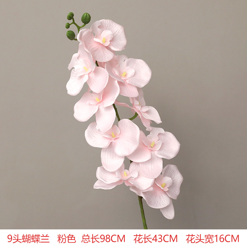 Second generation Phalaenopsis