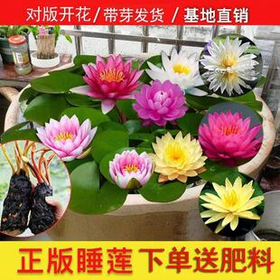 Water Lily Hydroponic Plant with Buds, Flower Roots, Tubers, Blooming in All Seasons, Cold-Resistant Water Culture, Pond, Lotus Seedlings, Potted Plants