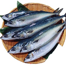 青花鱼 青花鱼品牌 图片 价格 青花鱼批发 阿里巴巴