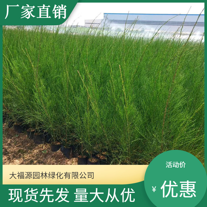 【基地批发】工程绿化苗 木麻黄 山林植树苗 规格齐全 价格优惠