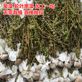 ������݆�~�����R�����Ӳ˿��һ��һ��ˮ��ֲ���ˮֲ��ˮ��ɭ��