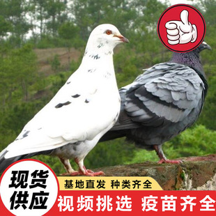ɽ�|�S��ֱ�ۼ��B�����^�p�� ���N�tɫԪ���� ����������N���r��