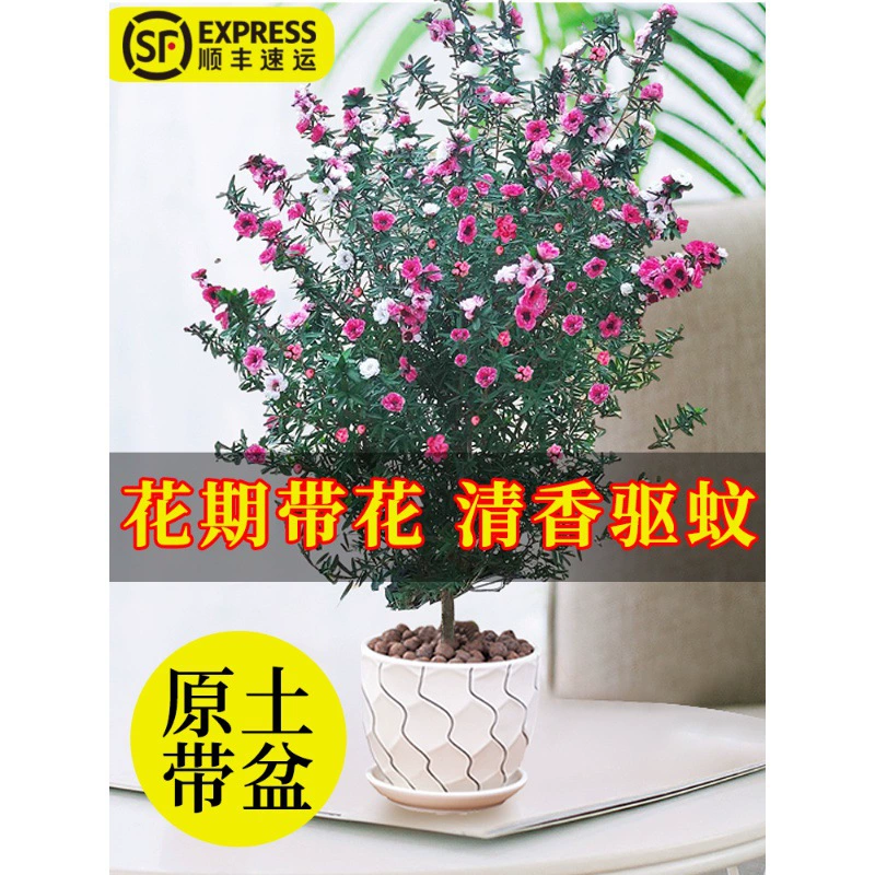 Красная слива в горшках с цветами, большие рассады, старый сучок, одно дерево с разноцветными цветочными рассадами, морозостойкие зеленые растения на балконе и цветы, цветущие в любое время года.