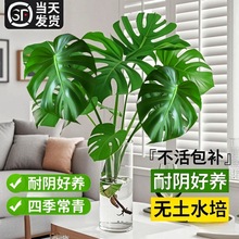 水培植物龟背竹盆栽室内大叶老桩植物办公桌面净化空气好养活绿植