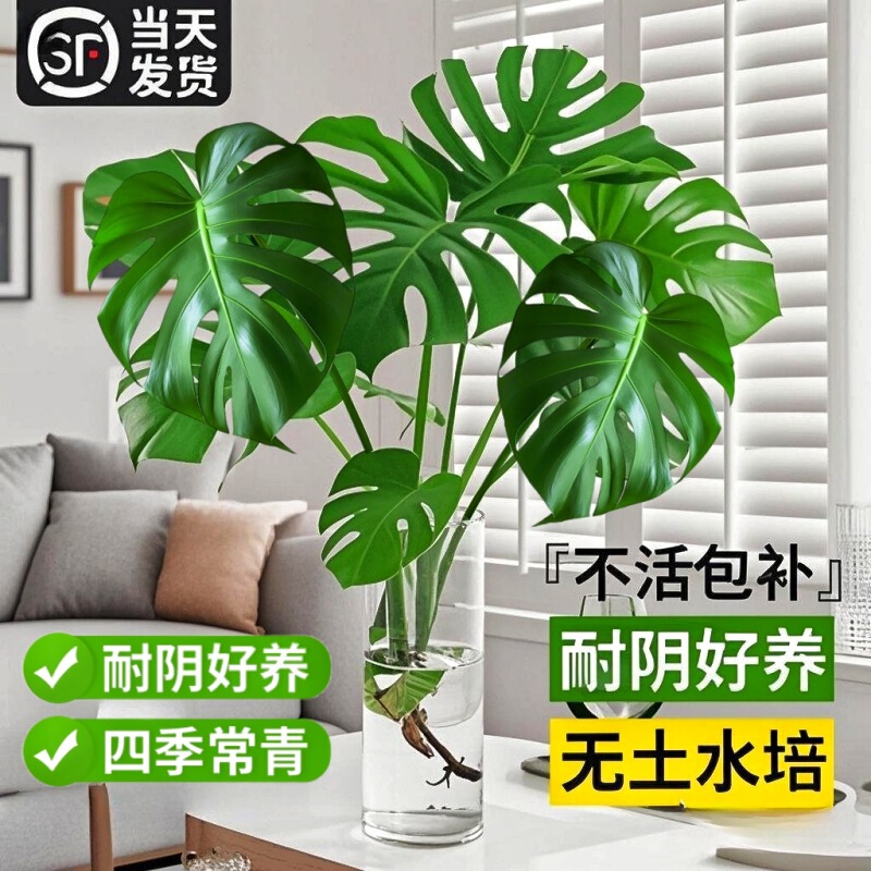 Hydroponic Plant Bamboo Tortoise Bamboo Potted Plant Indoor Big Leaf Old Pile Plant Office Desktop Purifies Air to Feed Green Plants Hydroponic Plant Bamboo Tortoise Bamboo Potted Plant Indoor Big Leaf Old Pile Plant Office Desktop Purifies Air to Feed Green Plants