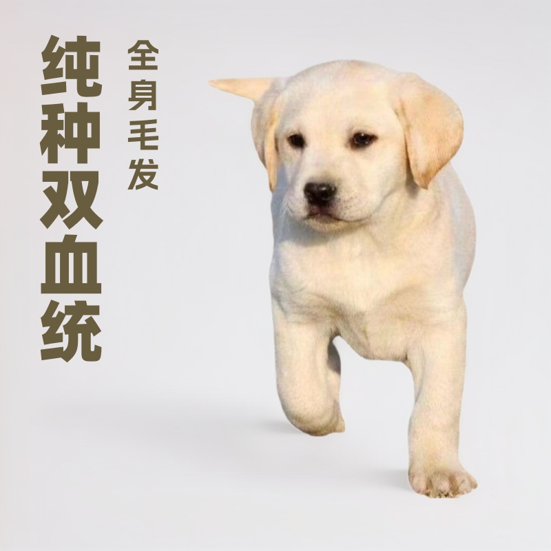 Sale purebred double blood Labrador dog live puppy pet dog pet dog Labrador pure black puppy Sale purebred double blood Labrador dog live puppy pet dog pet dog Labrador pure black puppy