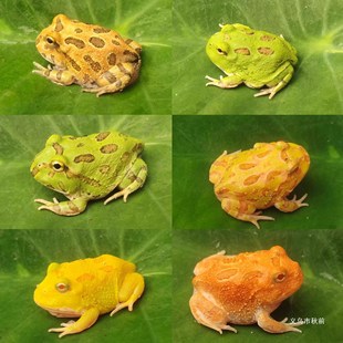 ���܌������S��G�ǲ�ݮ�Ϲ�����Ƥ�����pɫ�����������