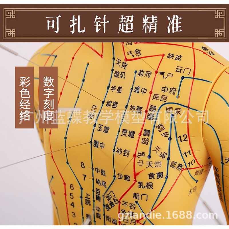 60CM�������ģ�;���Ѩλ��ҽʮ��ͭ��ģ��ͼС��������ϰСƤ��