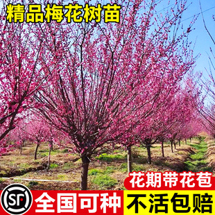 �ͺ��t÷���������ͥԺ�������ļ�����ֲ�����t÷�D÷�G÷���l