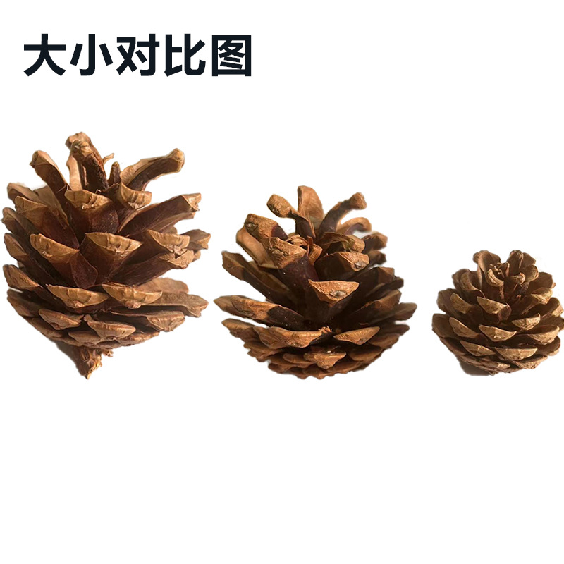 Suministros de decoración de cono de pino natural PET molar cono de pino conejo ardilla hámster Totoro loro aliviar juguetes congestionados image 3