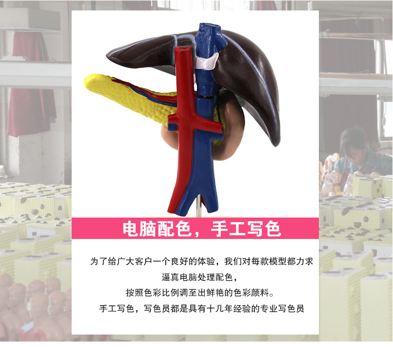 33216肝、十二指肠、胰脏生物模型_03.jpg