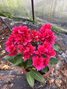 ��������÷���l�Ї��t������S��ɫ�ļ��t���l���NҎ���ɫ�Gֲ