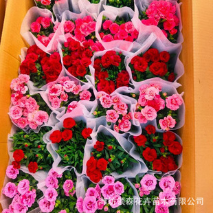 Wholesale Ornamental Florals Carnation Qingzhou Base Wholesale Garden Carnation Plug Seedlings