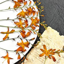 �����m �ɻ��������S�mֲ��˱����DIY�ɻ����σ�ͯѺ�����z�ɻ�