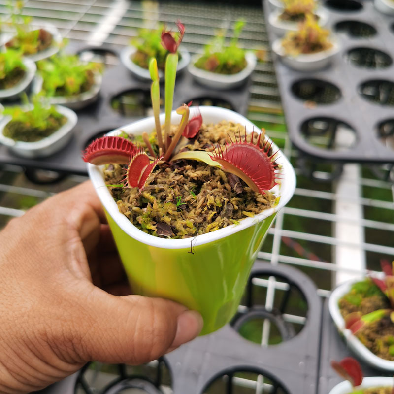 捕蝇草食虫草植物猪笼草瓶子草盆栽多肉食人花食蚊瓶子草茅膏菜花