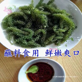 ���r�����Ѽ�ʳ�L�۲˺���ȹ���˺���ˉ�˾�Gɫ�~���u100������