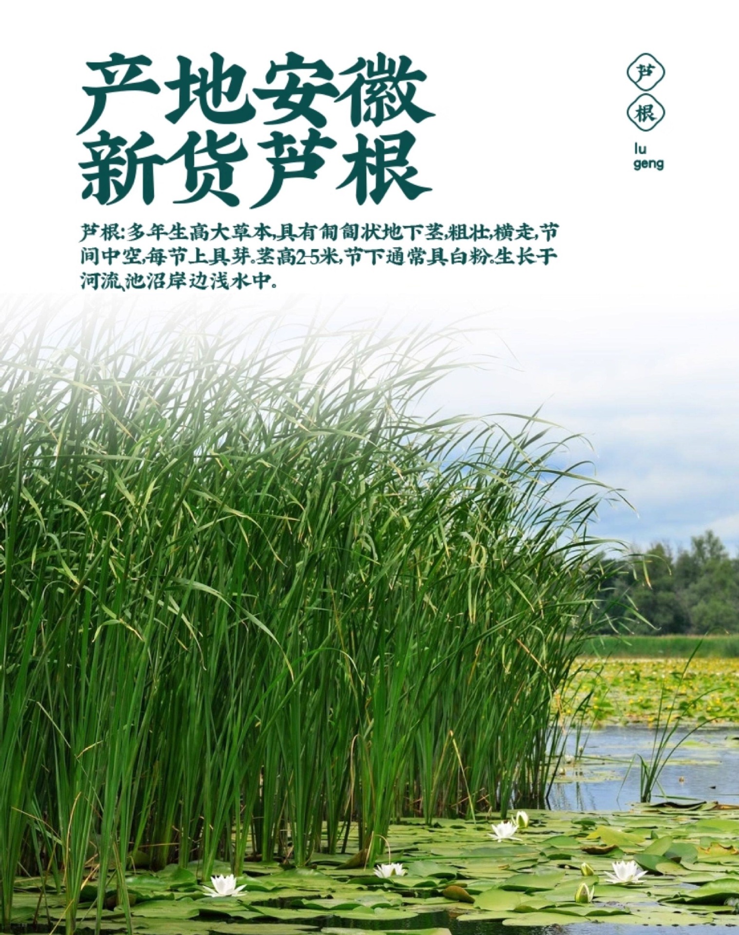 Dried Reed Rhizome Lu Gen 500g Wild-Harvested Reed Root Slices for Herbal Tea and Decoction quality and texture