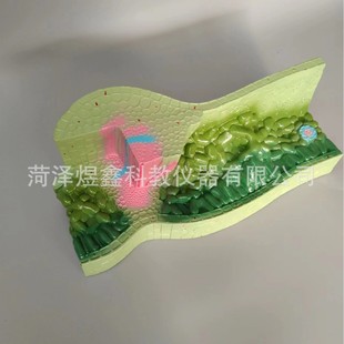 Heze Xinxin science and education teaching instrument factory wholesale leaf structure model 33006 junior high school biology