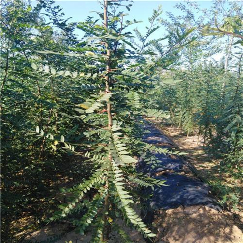 基地供应 皂角树小苗 销售各种规格皂角树苗 价格从优欢迎选购$