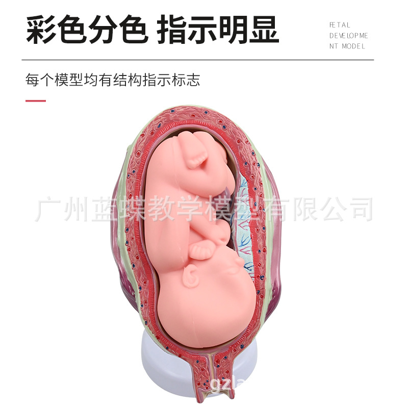 ������̥�γ�̥�����﷢�����̸������ӹ����ʸ��׼���չ��ѧģ��