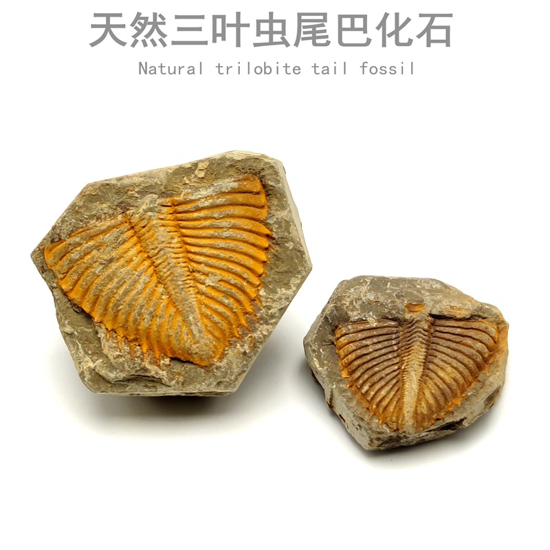 天然古生物三叶虫志留纪王冠尾甲脱壳化石原石地质科普教学标本