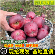 花牛苹果树苗嫁接苹果苗盆栽地栽阳台庭院南北方种植当年结果高产