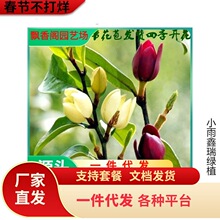 һ�����l��Ц�������ԾG���������ļ����໨��ֲ��ͥԺ�̨�����_