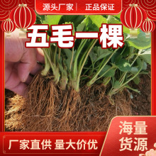 �ļ�ݮ����������ʳ�Î�������ţ�̹���ݮ����N���ӎ�������