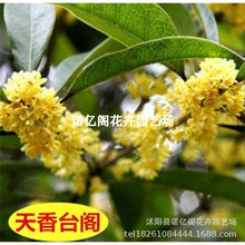 ̨wS𻨽SɫζϷ̨ͥԺԵԘ