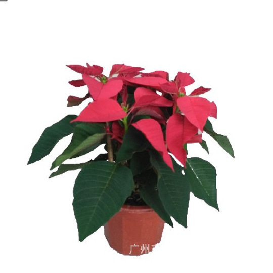 一品红7寸盆