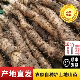 非处方滋补膏;姜茶/姜汤;代用/养生茶