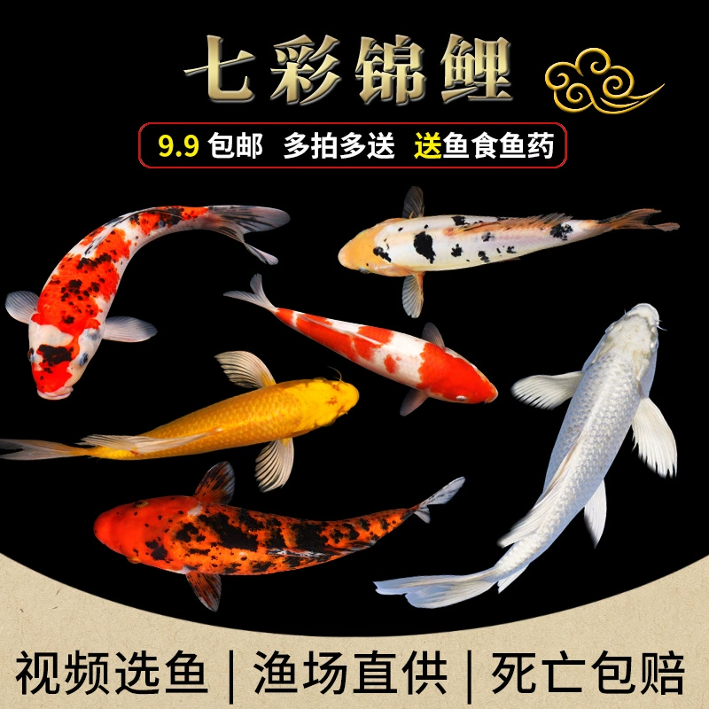 Koi рыба живые рыбы декоративные чистокровные крупные красные и белые холодной воды пресной воде хорошо для жизни, золотая рыбка красная карась, мальки