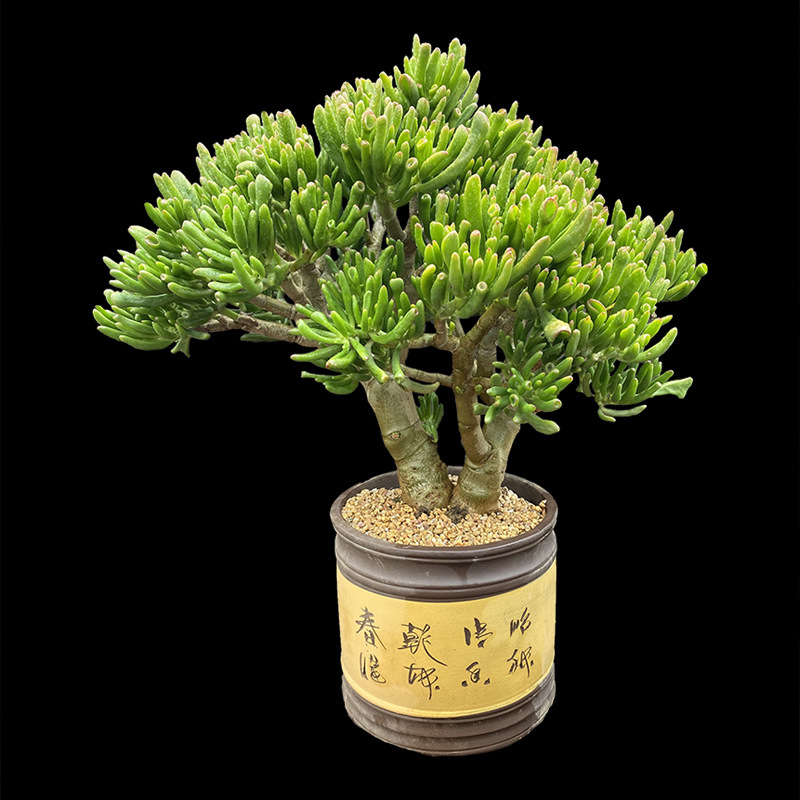 돈을 끌어들이는 큰 나무, 오래된 더미 30cm+