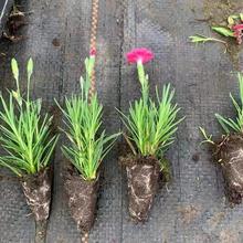 �Wʯ��Ѩ�P��G����������ľ�Wʯ�����·�����pɫ��ʯ���^���^