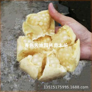 �������h�׻�����ʯ�����ܛ�Ѱ�����ʯ�������Ե��ԷNֲ�������