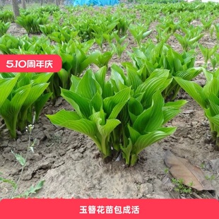 �����������Ի���ֲ��ͥԺ���@�ر����~�Gֲ����ͺ����������B��